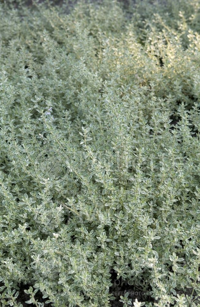 Thymus Argenteus (Wild Thyme) 1