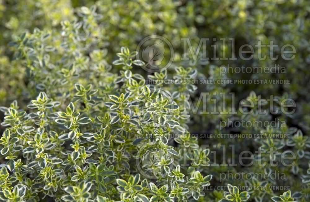 Thymus Aureus (Creeping Thyme) 1