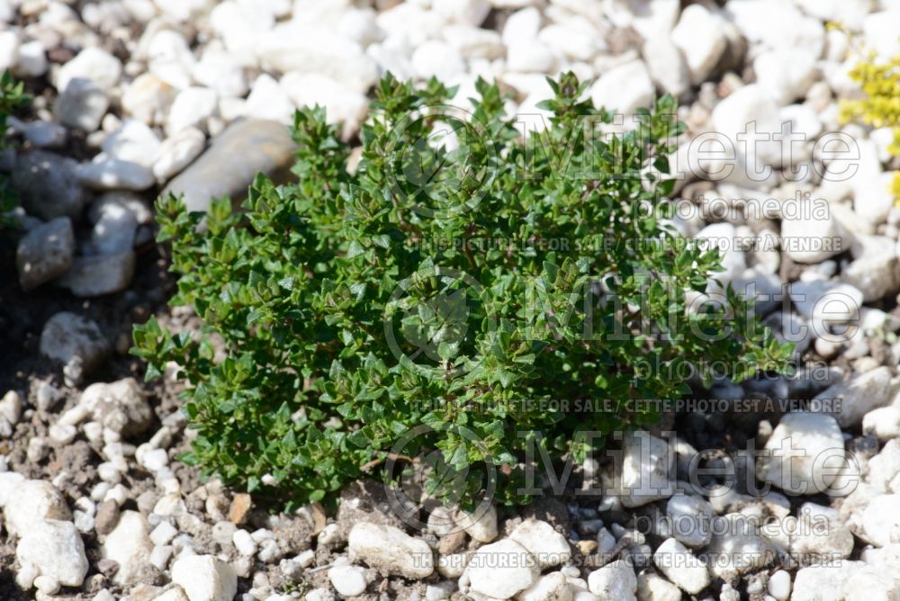 Thymus camphoratus (Wild Thyme) 1 