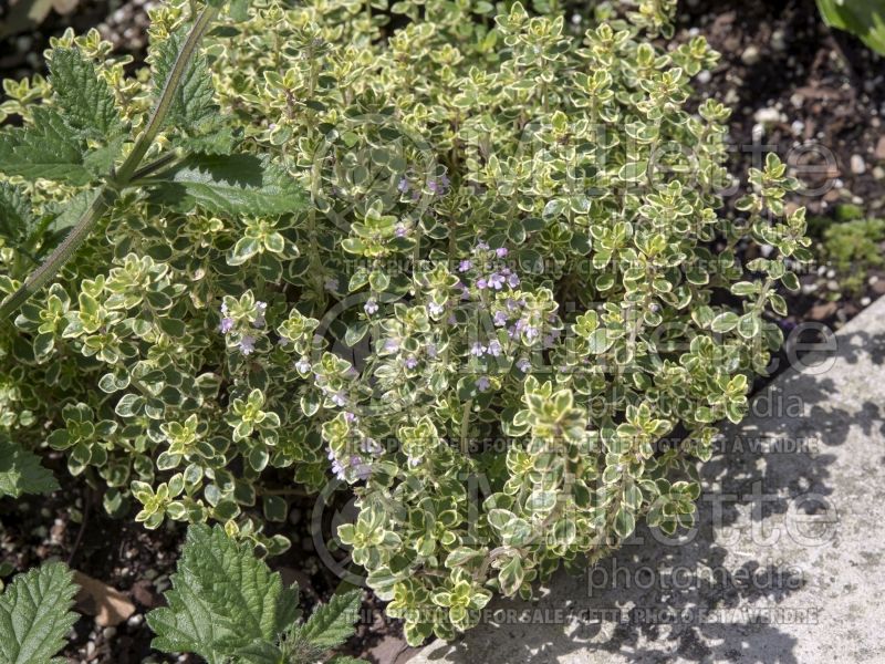 Thymus Aureus (Thyme) 3 