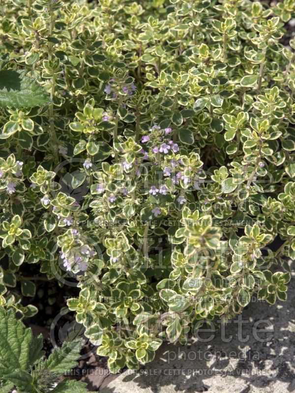 Thymus Aureus (Thyme) 4 