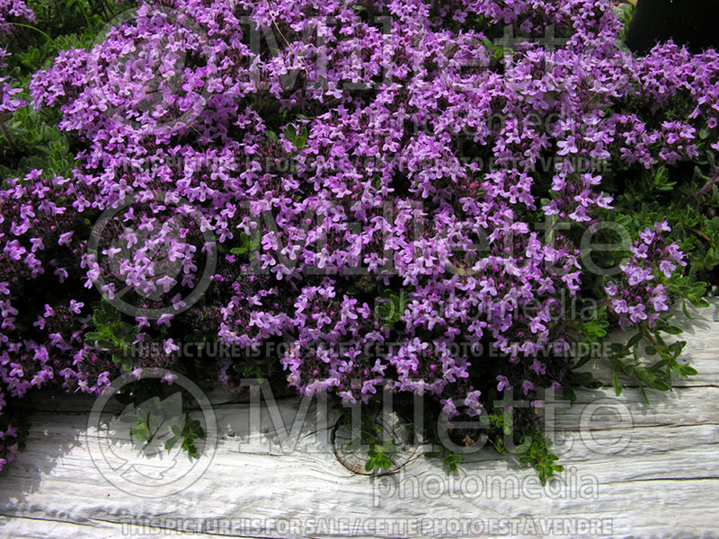 Thymus neiceffii (Thyme) 1 