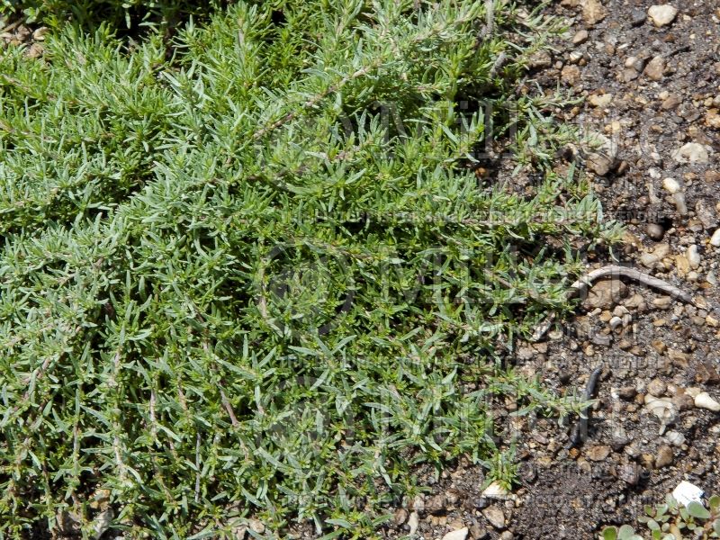 Thymus Orange Spice (Creeping Thyme) 1