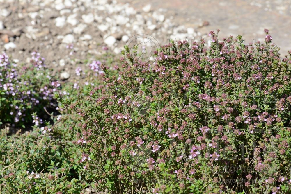 Thymus Porlock (Wild Thyme) 1 