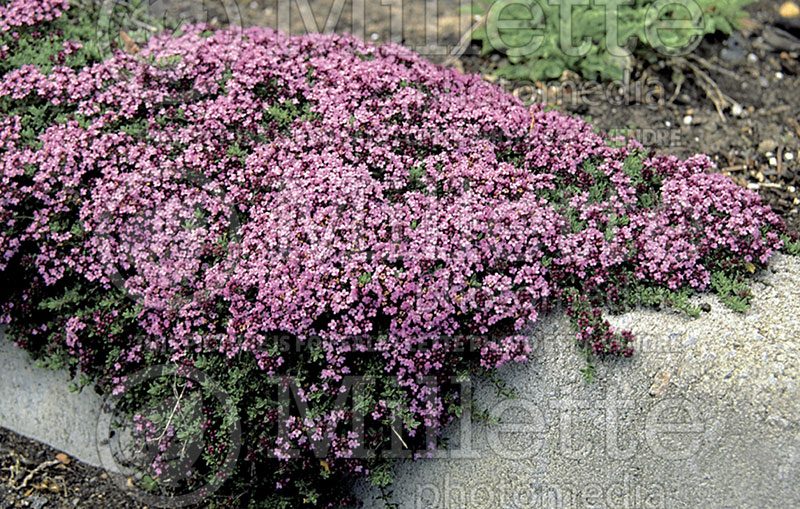 Thymus Coccineus (Thyme) 1 