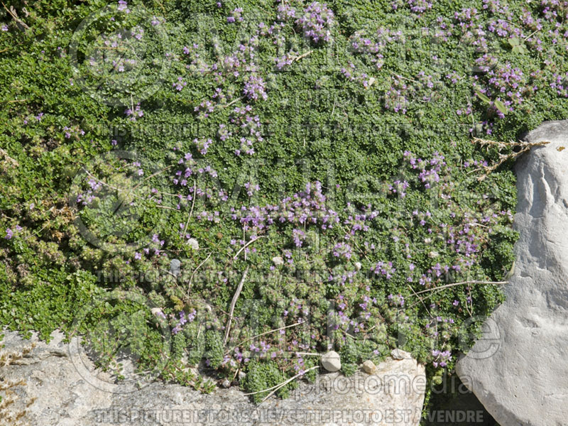 Thymus Elfin (Wild Thyme) 3 