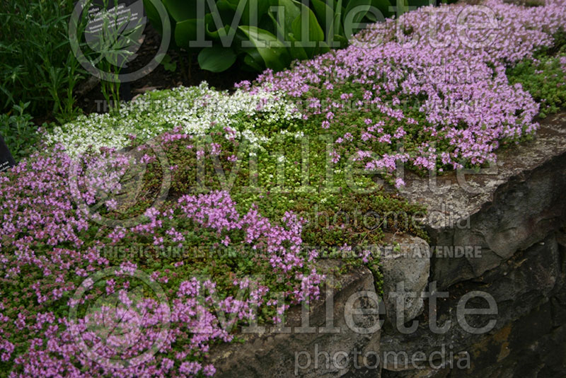 Thymus Latavin Lucy (Thyme) 1 