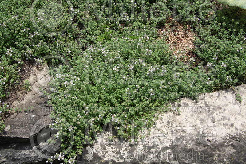 Thymus Pink Chintz (Thyme) 1  