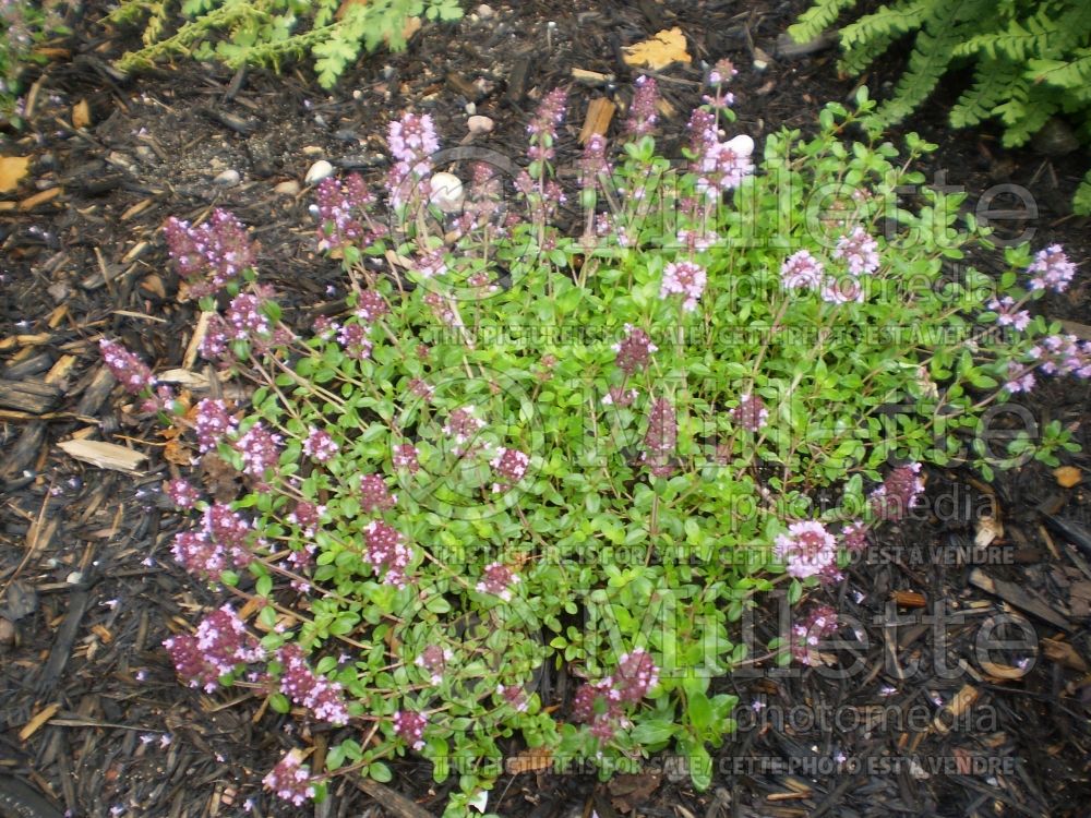 Thymus Coccineus (Thyme) 11 