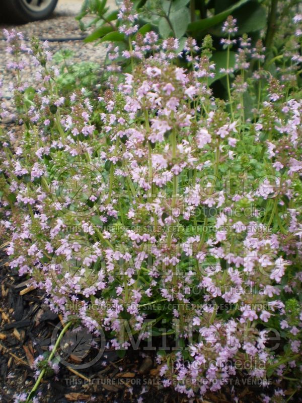 Thymus Coccineus (Thyme) 6 