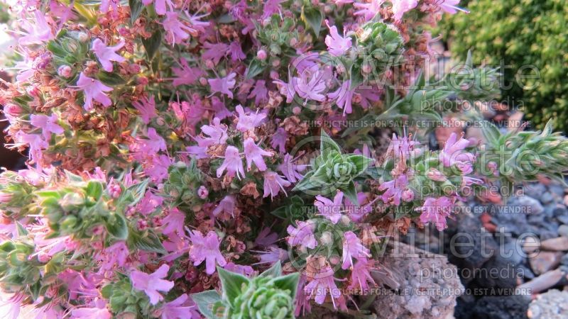 Thymus Coccineus (Thyme) 4 