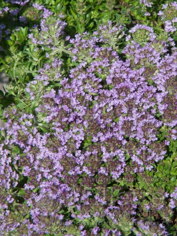 Thymus Coccineus (Thyme) 2 