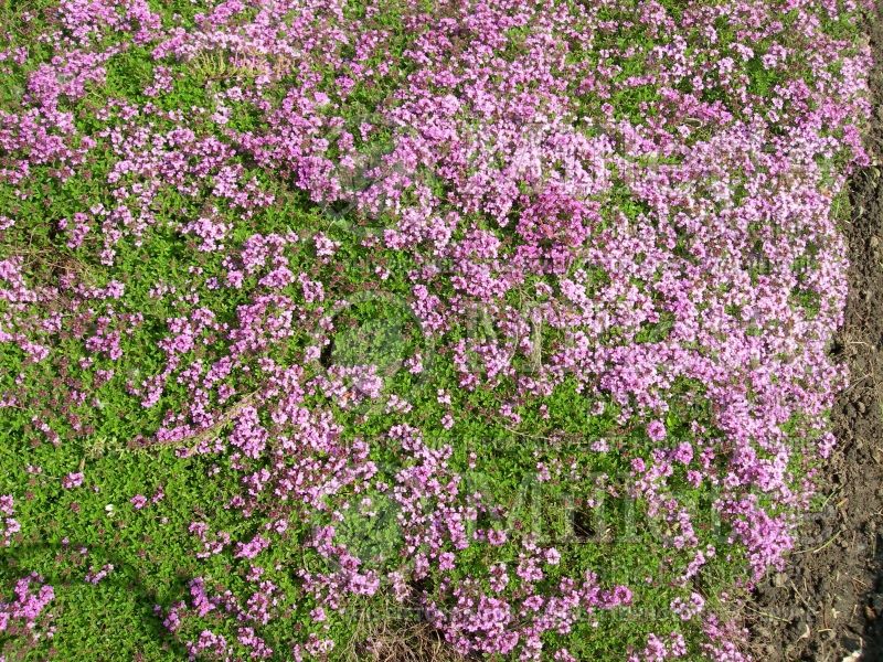 Thymus Coccineus (Thyme) 5 