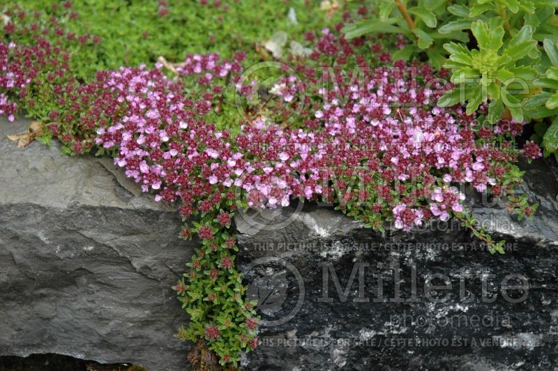 Thymus Coccineus (Thyme) 9 