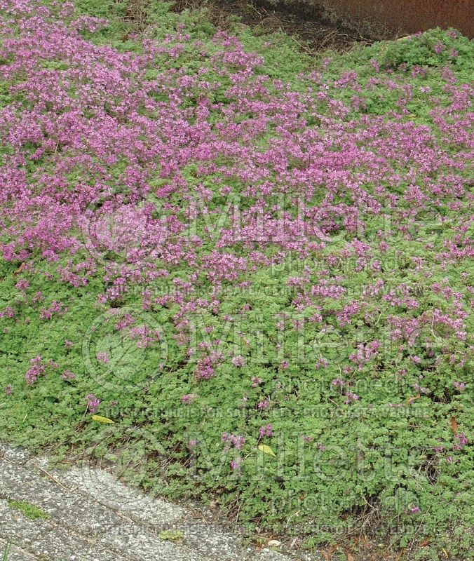 Thymus Coccineus (Thyme) 3 