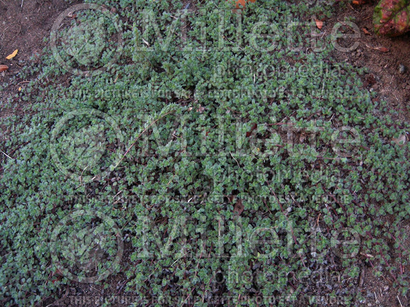 Thymus pseudolanuginosus (Woolly Thyme) 1 