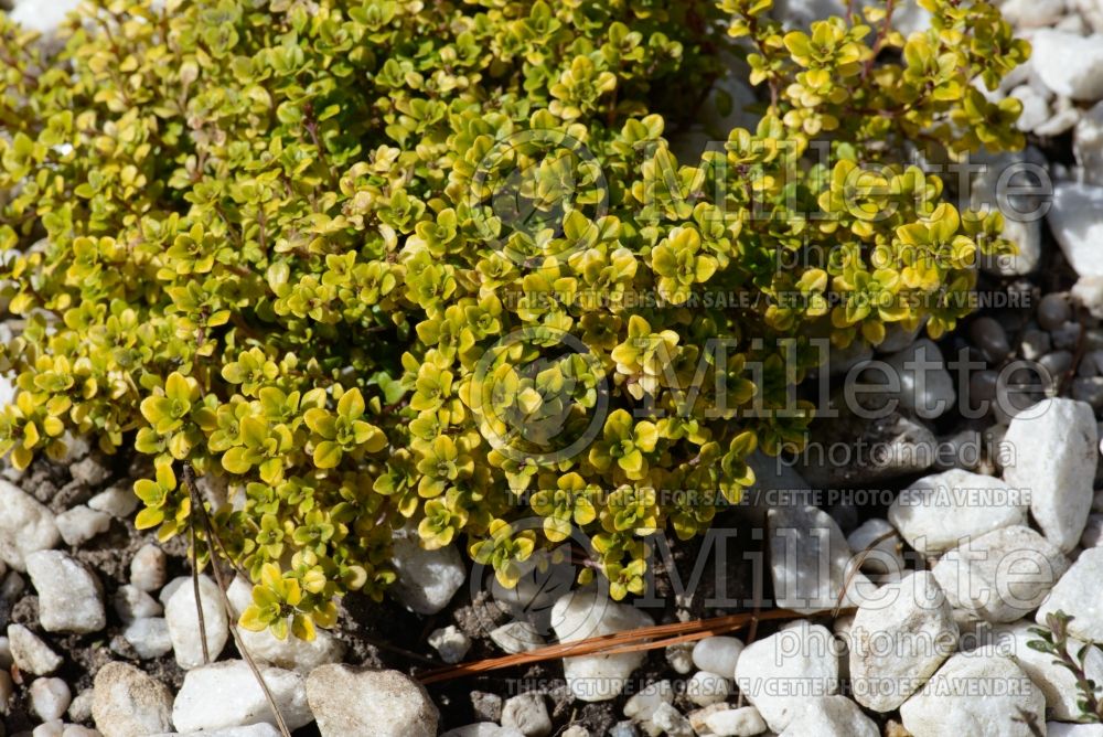 Thymus Archer's Gold aka Archers Gold (Thyme) 5 