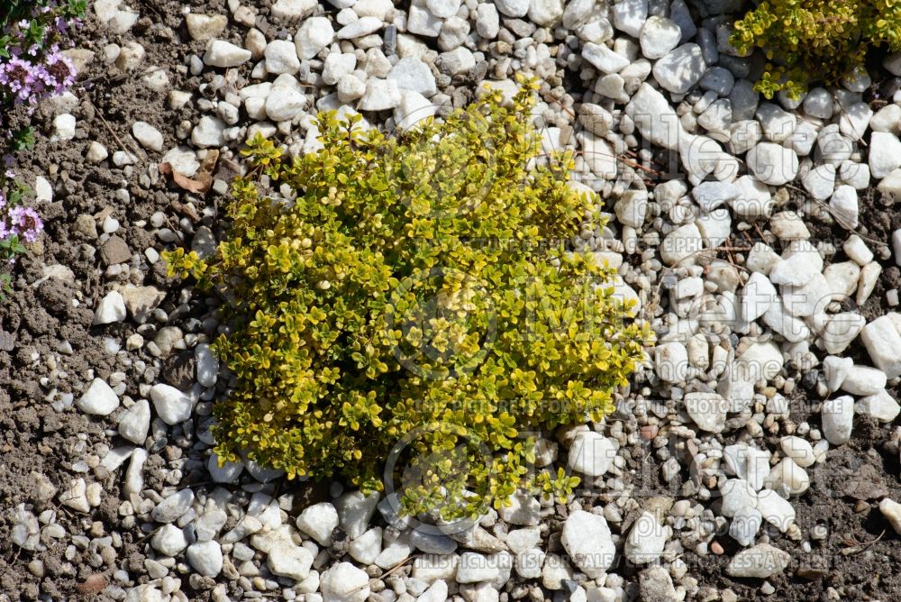 Thymus Archer's Gold aka Archers Gold (Thyme) 4 