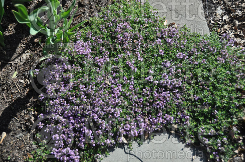 Thymus Elfin (Wild Thyme) 4 