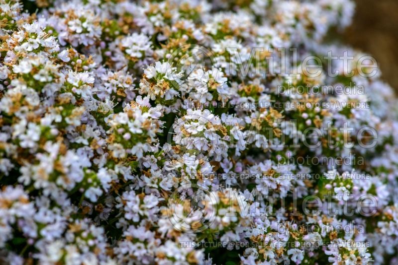 Thymus Snowdrift (Creeping Thyme) 1 