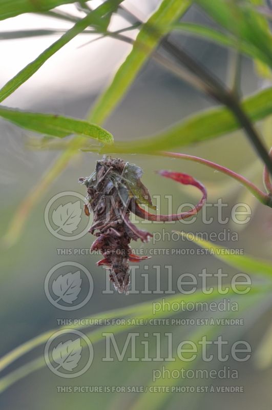 Thyridopteryx ephemeraeformis (chenille burcicole) 1