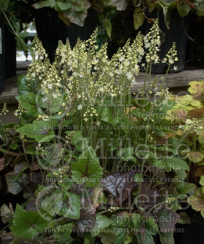 Tiarella Brandywine (Foam flower) 2 