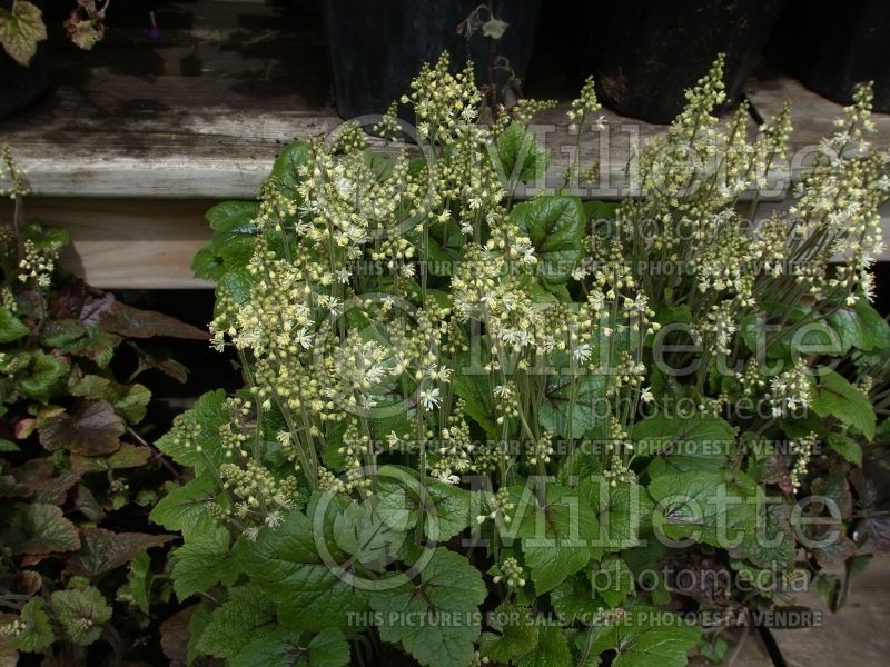 Tiarella Brandywine (Foam flower) 3 