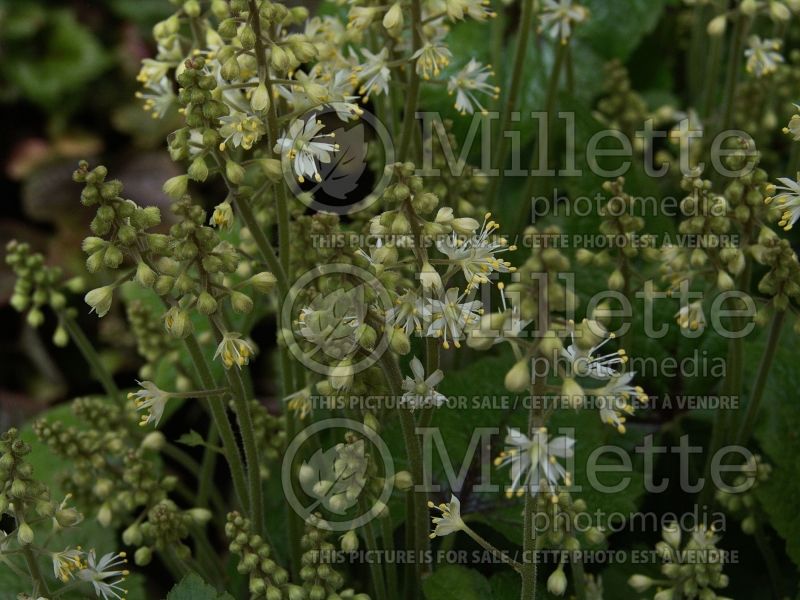 Tiarella Brandywine (Foam flower) 4 