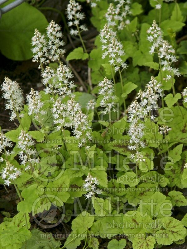 Tiarella Eco Running Tapestry (Foam flower) 4 