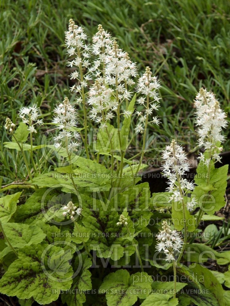 Tiarella Eco Running Tapestry (Foam flower) 5 