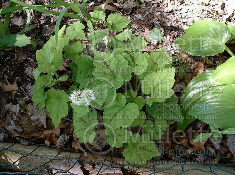 Tiarella Eco Running Tapestry (Foam flower) 2 