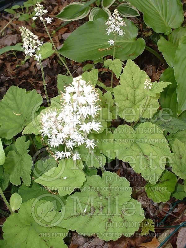 Tiarella Eco Running Tapestry (Foam flower) 1 