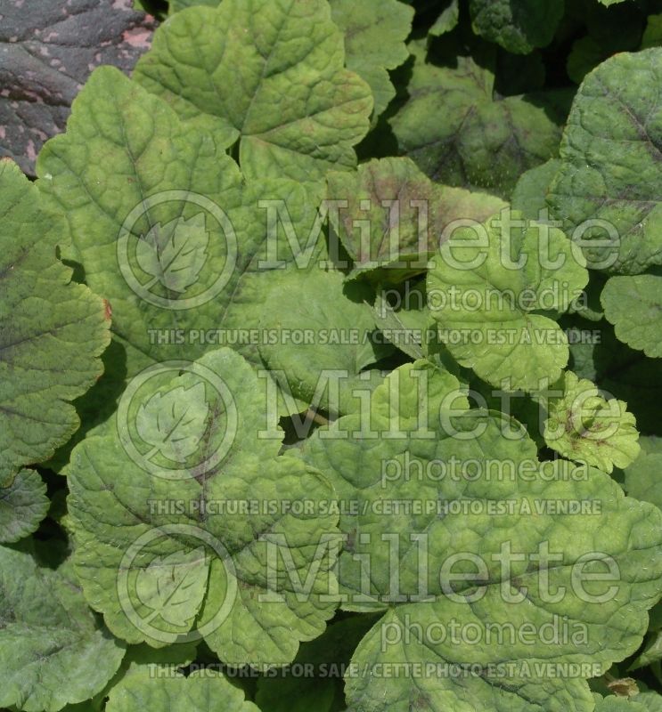 Tiarella Eco Running Tapestry (Foam flower) 6 