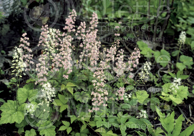 Tiarella cordifolia (Foam flower) 1