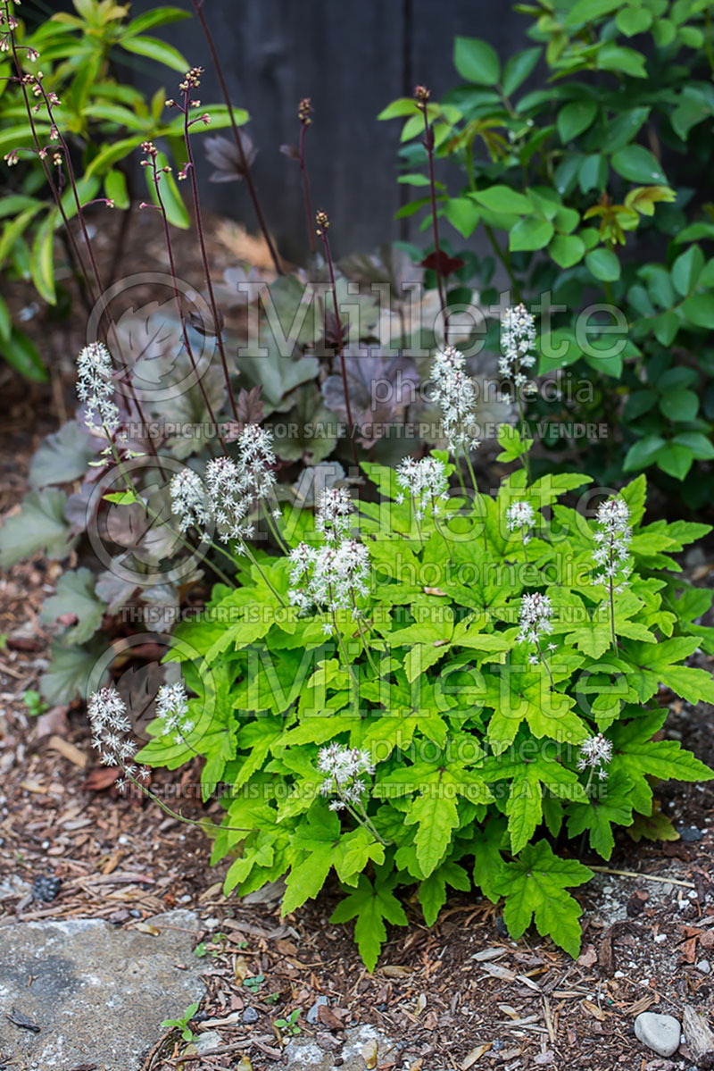 Tiarella Dark Star (Foam flower) 1 