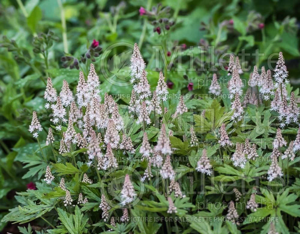 Tiarella Pink Skyrocket (Foam flower)  2