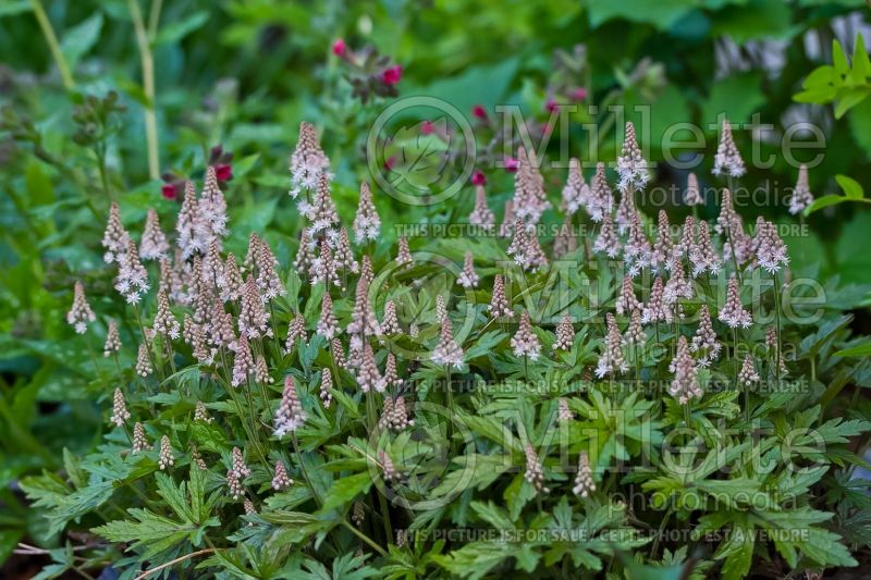 Tiarella Pink Skyrocket (Foam flower)  3