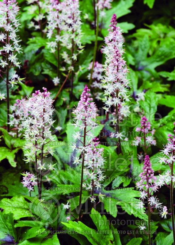 Tiarella Pink Skyrocket (Foam flower)  4