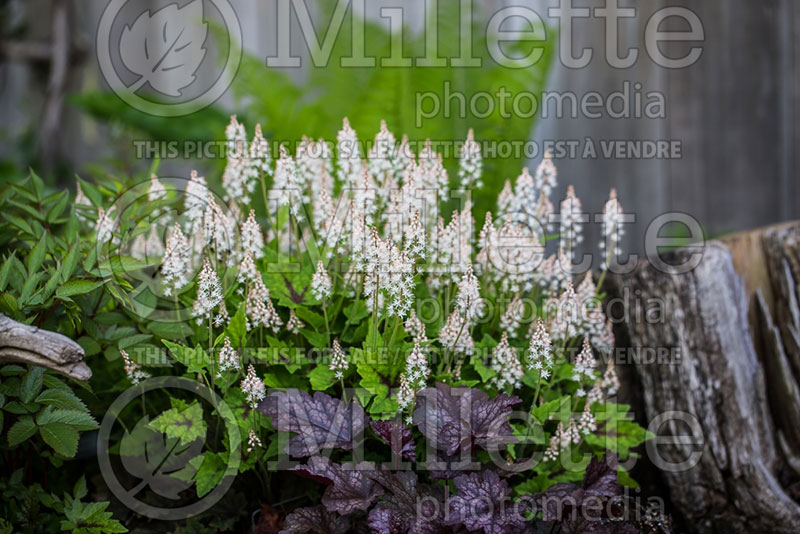 Tiarella Pirate's Patch (Foam flower) 1 