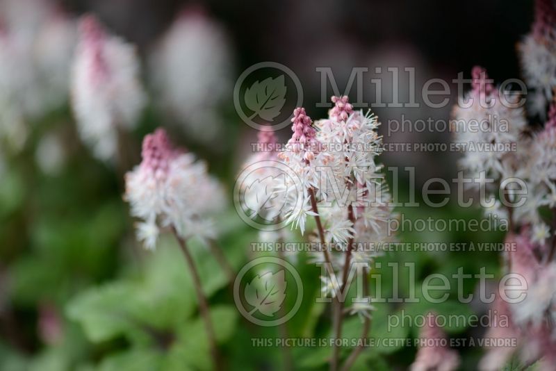 Tiarella Spring Symphony (Foam flower) 7