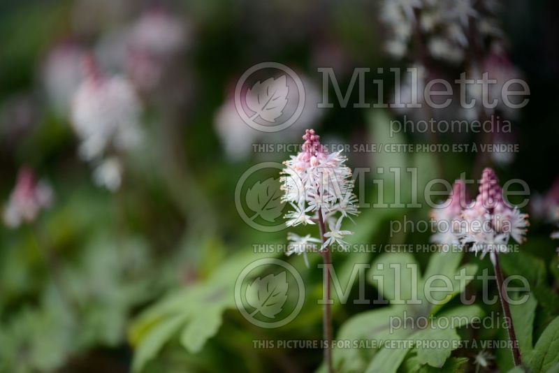 Tiarella Spring Symphony (Foam flower) 8