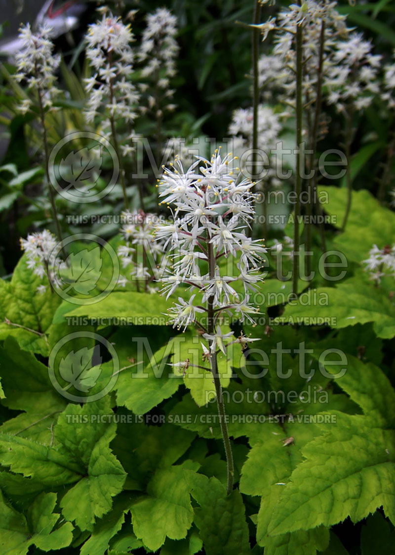 Tiarella Spring Symphony (Foam flower) 2 