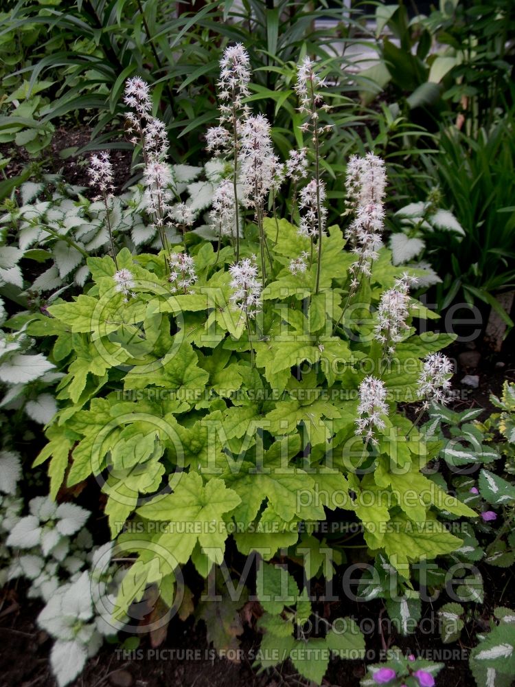 Tiarella Spring Symphony (Foam flower) 3 