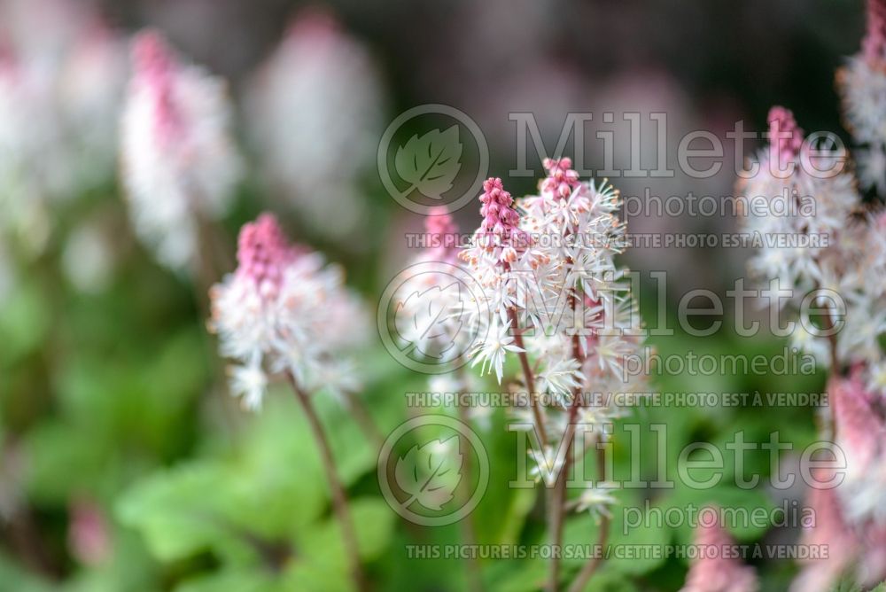 Tiarella Spring Symphony (Foam flower) 5