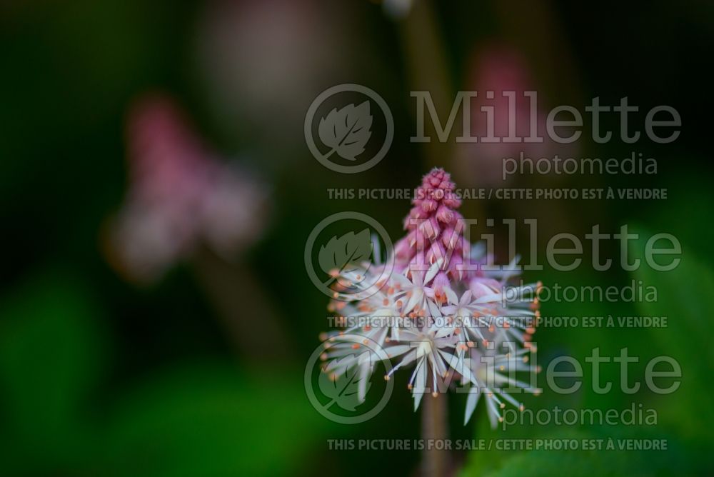 Tiarella Spring Symphony (Foam flower) 6