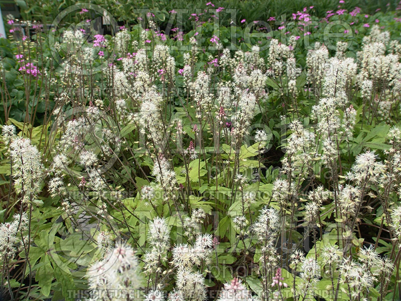 Tiarella Spring Symphony (Foam flower) 1 