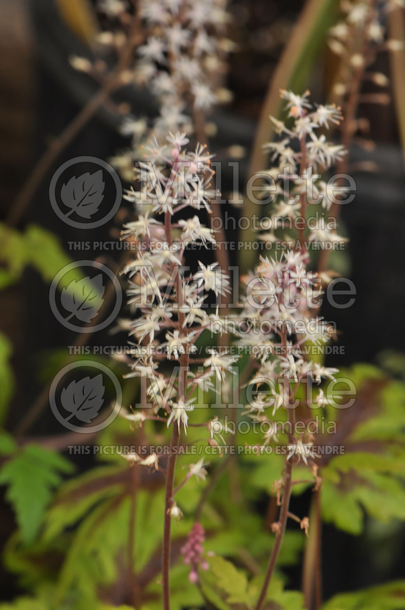 Tiarella Sugar and Spice (Foam flower) 2   