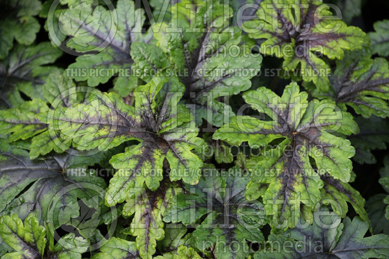 Tiarella Sugar and Spice (Foam flower) 3 