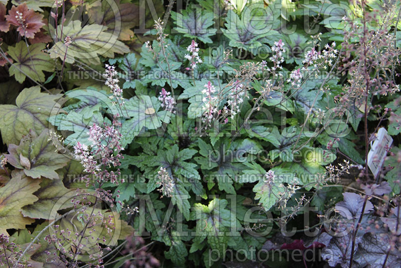 Tiarella Sugar and Spice (Foam flower) 1 