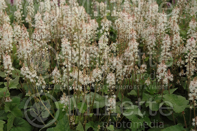 Tiarella Silverado (Foam flower) 1 